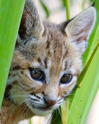 Bobcat in Canary Palm