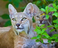 Alert Momma Bobcat