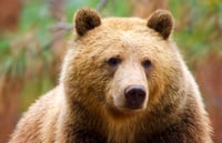 Grizzly