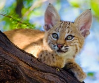 Bobcat Kitten Curious