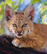 Bobcat Expression
