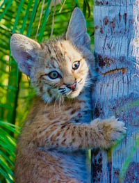 Bobcat Kitten Eyes