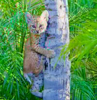 Bobcat Kitten Climbing Tree