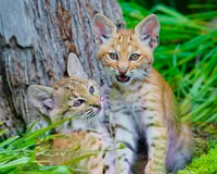 2 Bobcats by Palm Tree