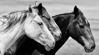 Three Horses (Black and White)