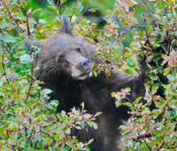 Bear in the Bushes
