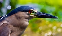 Hawaiian Heron