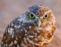 Burrowing Owl