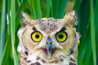Young Owl