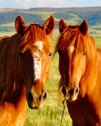 Two Wild Horses