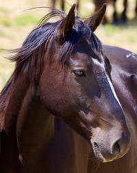 Brown Wild Horse 