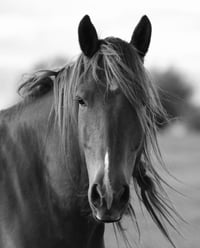 Wild Horse (Black and White)