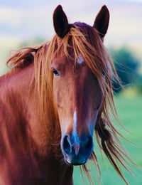 Wild Horse (Color)