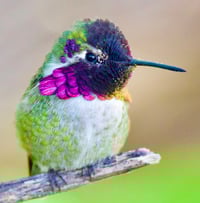 Colorful Hummingbird