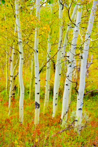 Aspens with Red