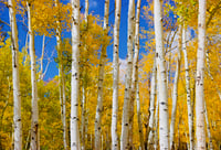 Wyoming Aspens