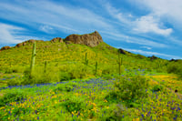 Picacho Wildflowers
