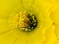 Yellow Cactus Flower