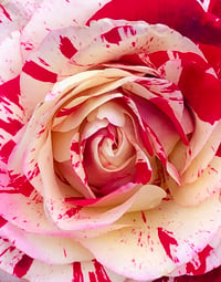 Peppermint Rose