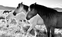 Classic Wyoming Horses (Black and White)