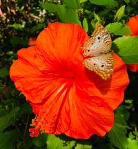 Hibiscus and Butterly