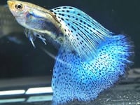Blue grass guppy