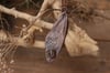 Vera ala di cicala elettroformata in rame con labradorite sfumata viola