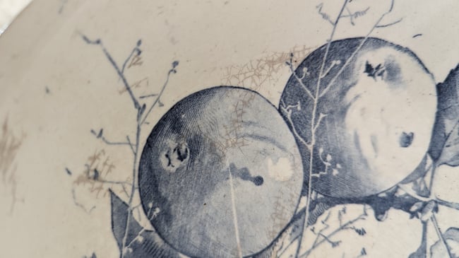 Service Oiseaux Creil et Montereau 