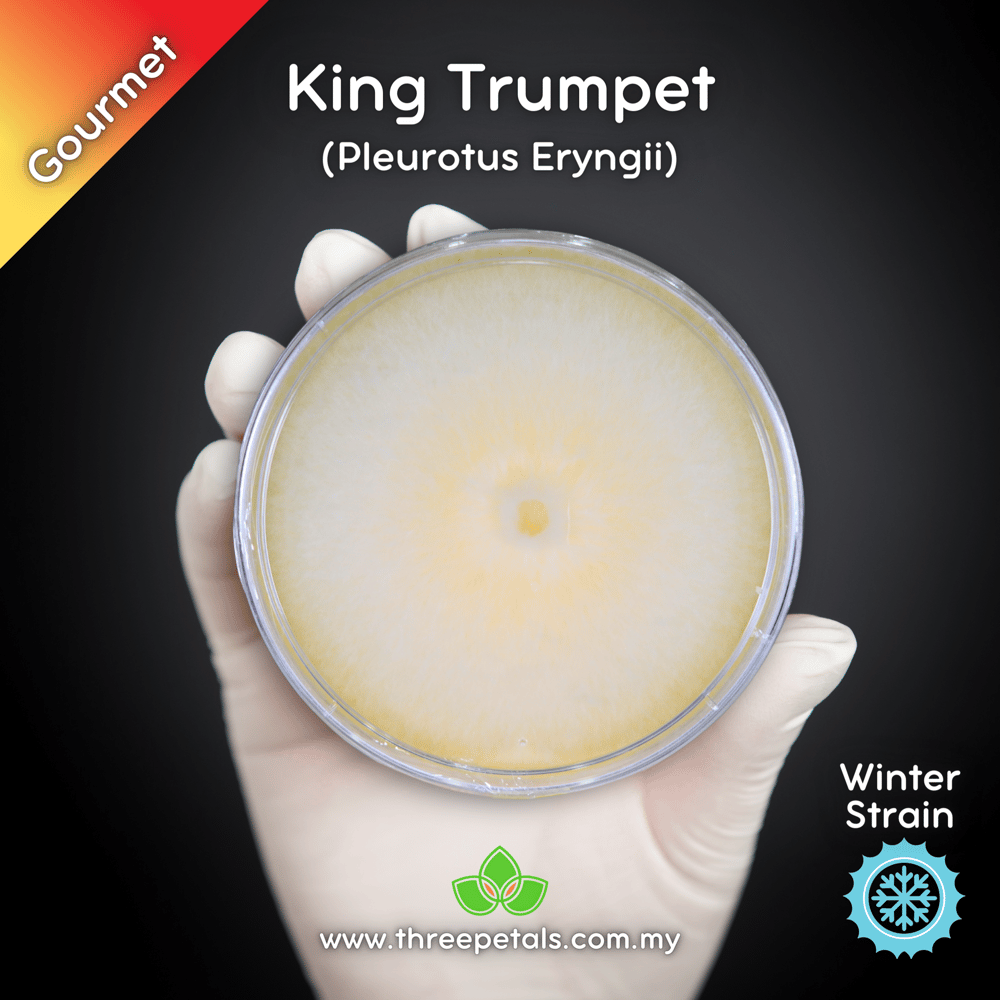 King Trumpet Oyster (Pleurotus Eryngii) Live Mycelium Mushroom Culture Spawn Seed