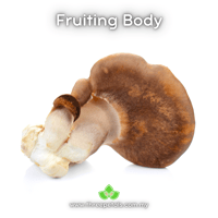 Image 2 of Abalone Oyster (Pleurotus Cystidiosus) Live Mycelium Mushroom Culture Spawn Seed