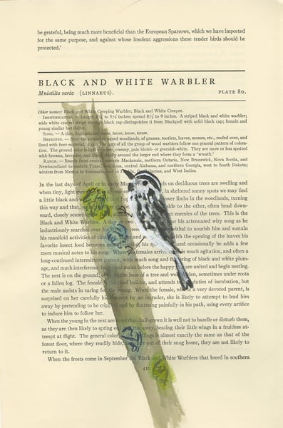 Image of Black and White Warbler - original illustration