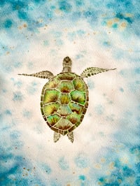 Image 1 of A turtle