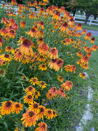 Image 4 of Plant Sale