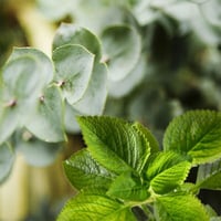 Image 3 of Peppermint and Eucalyptus Jacobite Beard Oil