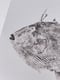 Image of PEIXE PORCO | Triggerfish 