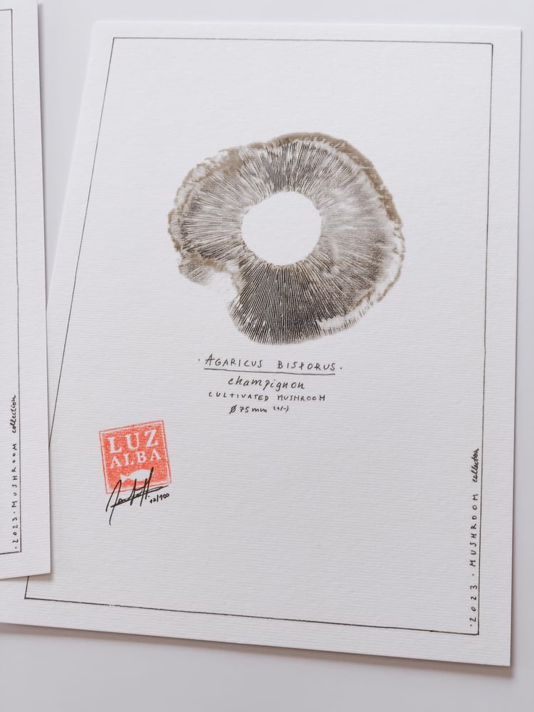 Image of COGUMELO | Mushroom 