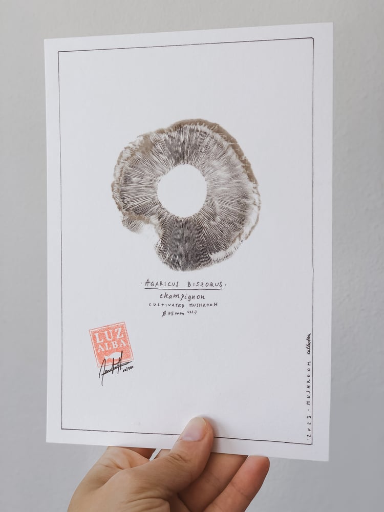 Image of COGUMELO | Mushroom 