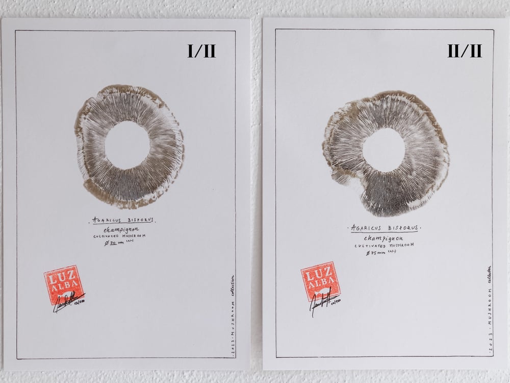 Image of COGUMELO | Mushroom 