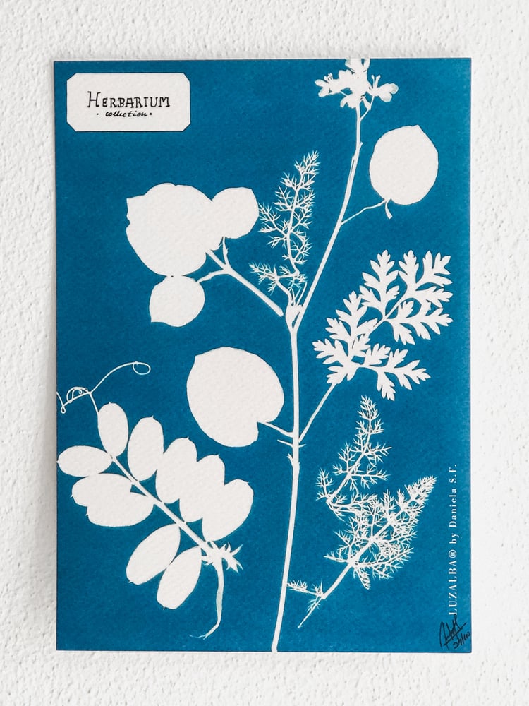 Image of HERBARIUM | Algarve