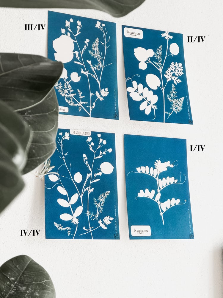 Image of HERBARIUM | Algarve