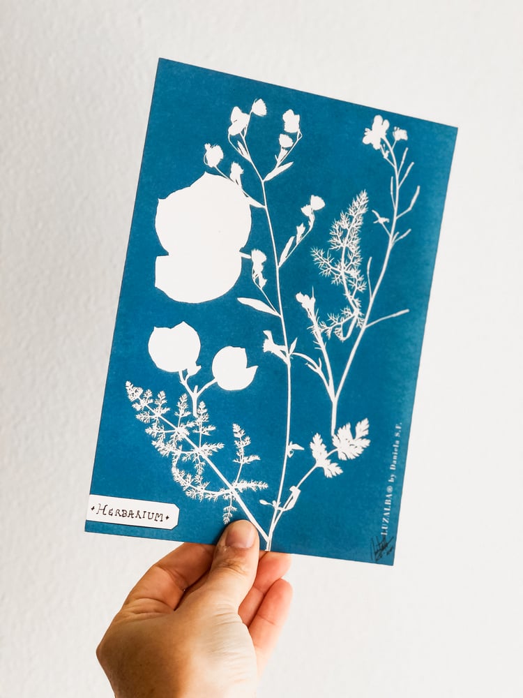 Image of HERBARIUM | Algarve