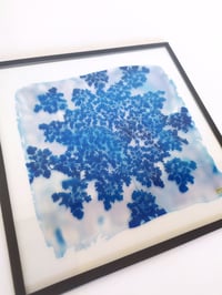 Image 2 of Cyanotype sur verre de carotte sauvage