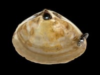 Image 1 of Pierced Clam Dish