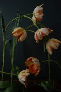 Still Life with Orange Tulips no. 1 