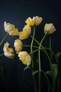 Still Life with Yellow Tulips