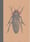 Image of Notebook The Colour Out Of Space insect 3