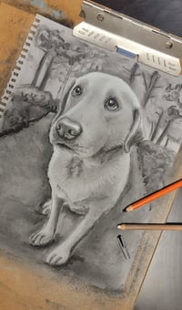 Image 7 of Custom Pet Portrait Charcoal Drawing 