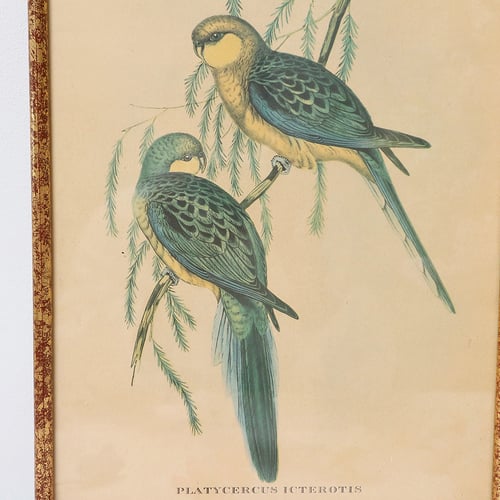 Image of Illustration d'un duo d'oiseaux