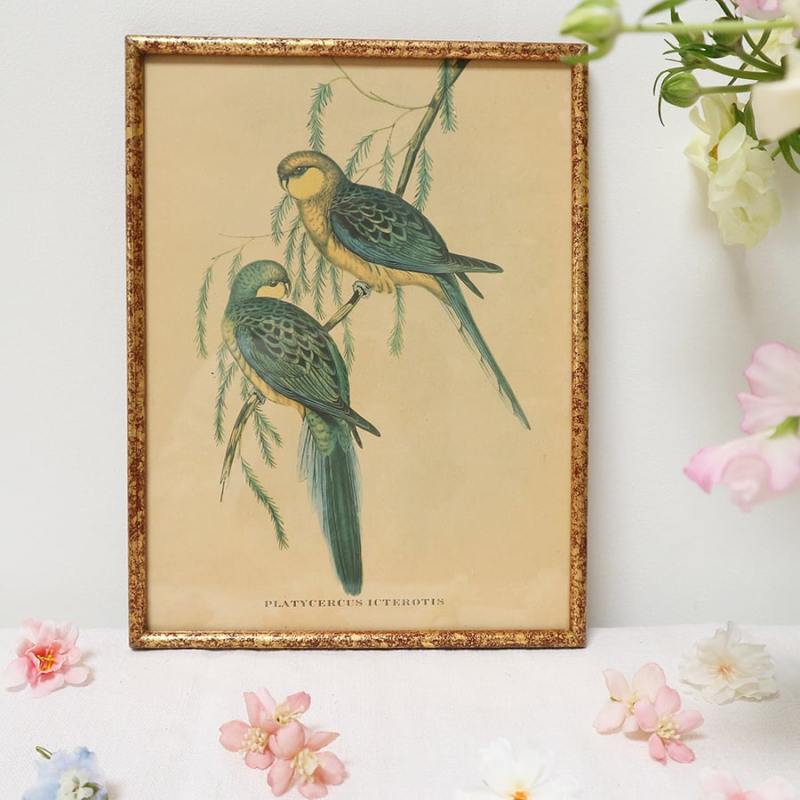 Image of Illustration d'un duo d'oiseaux