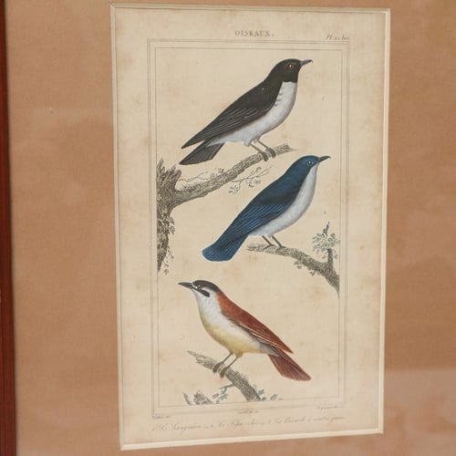 Image of Gravures d'oiseaux du XIXe, planche n 5